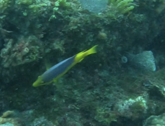 Bodianus rufus