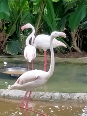 Phoenicopterus roseus