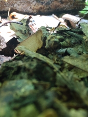 Humaria hemisphaerica