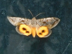 Eudocima serpentifera