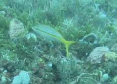 Ocyurus chrysurus