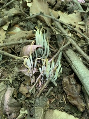 Clavaria fragilis