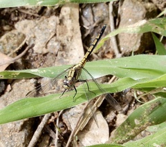 Orthetrum luzonicum