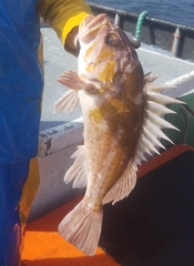 Sebastes caurinus