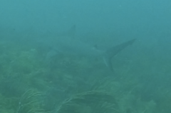 Carcharhinus perezii