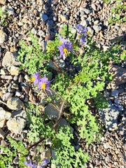 Solanum citrullifolium
