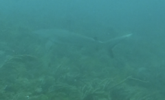 Carcharhinus perezii