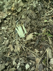 Clavaria fragilis