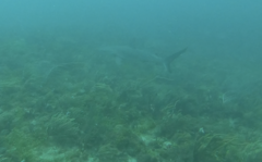 Carcharhinus perezii