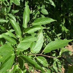 Celtis reticulata