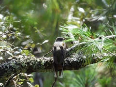 Trogon mexicanus