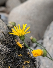 Hieracium lachenalii