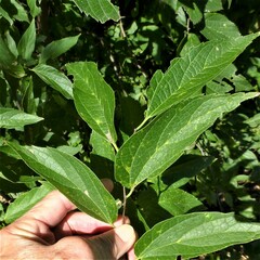 Celtis reticulata