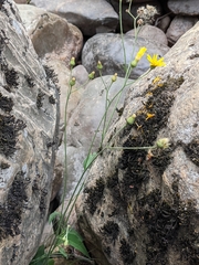 Hieracium lachenalii