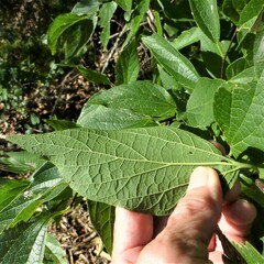 Celtis reticulata