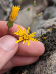 Hieracium lachenalii