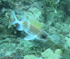 Holocentrus adscensionis