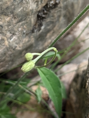 Hieracium lachenalii
