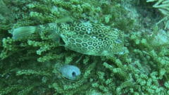 Acanthostracion polygonium