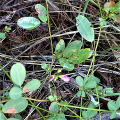 Lespedeza procumbens