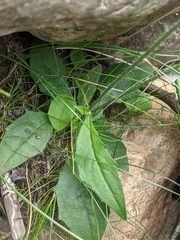 Hieracium lachenalii