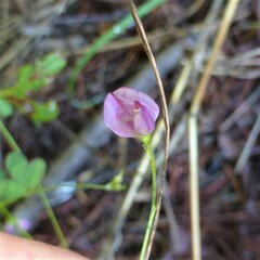 Lespedeza procumbens