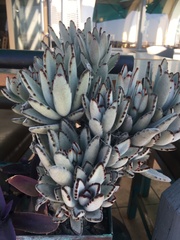 Kalanchoe tomentosa
