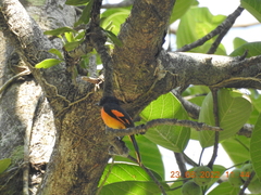 Pericrocotus speciosus