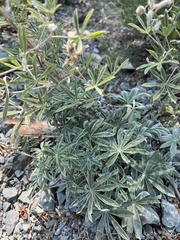 Lupinus argenteus