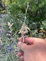 Lupinus argenteus