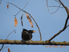 Acridotheres javanicus