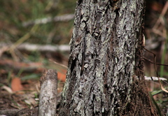 Cryptoblepharus pulcher