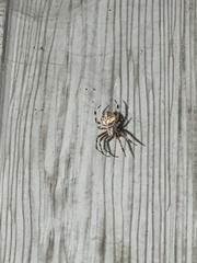 Neoscona domiciliorum