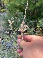 Lupinus argenteus