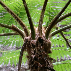 Cyathea cooperi