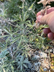 Lupinus argenteus