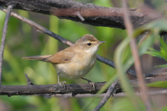 Acrocephalus agricola