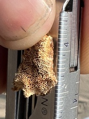 Pycnoporellus alboluteus