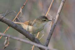 Acrocephalus agricola