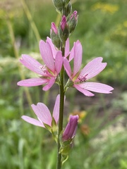 Sidalcea