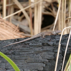 Lampropholis