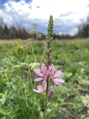 Sidalcea