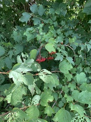 Viburnum opulus opulus