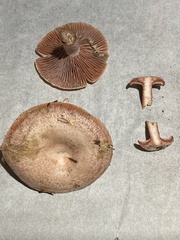 Lactarius subpurpureus