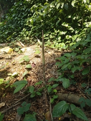 Amorphophallus variabilis