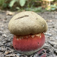 Rubroboletus pulcherrimus