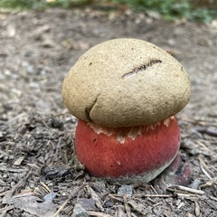 Rubroboletus pulcherrimus