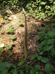 Amorphophallus variabilis