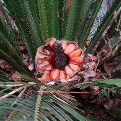 Macrozamia
