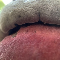 Rubroboletus pulcherrimus